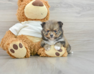 7 week old Pomeranian Puppy For Sale - Simply Southern Pups