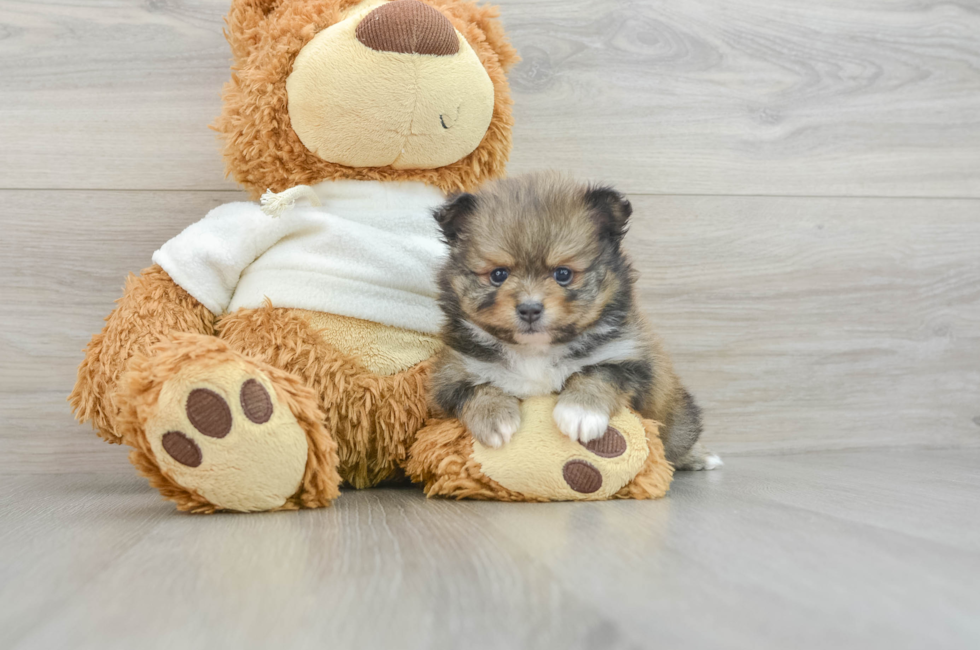 6 week old Pomeranian Puppy For Sale - Simply Southern Pups