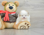 6 week old Pomeranian Puppy For Sale - Simply Southern Pups