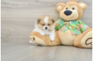 Pomeranian Pup Being Cute