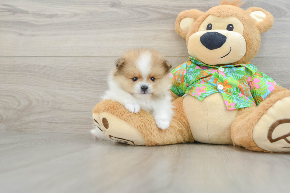 Pomeranian Pup Being Cute