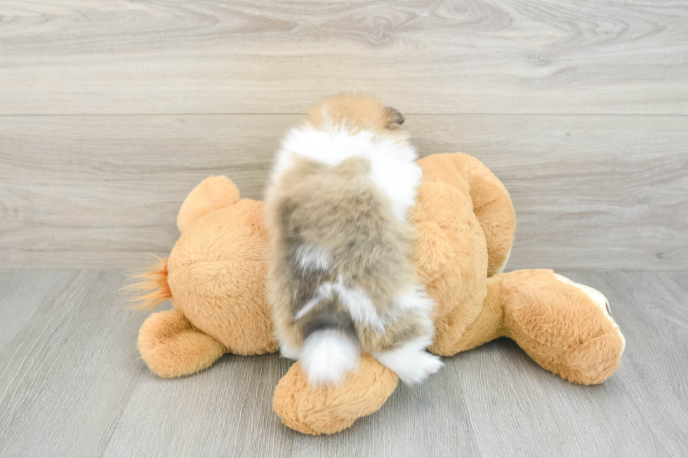 Fluffy Pom Pom Purebred Puppy