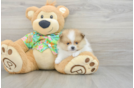 Funny Pomeranian Purebred Pup