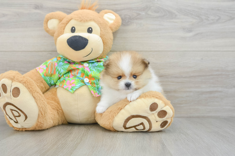 Funny Pomeranian Purebred Pup