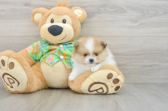 Funny Pomeranian Purebred Pup