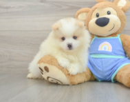 5 week old Pomeranian Puppy For Sale - Simply Southern Pups