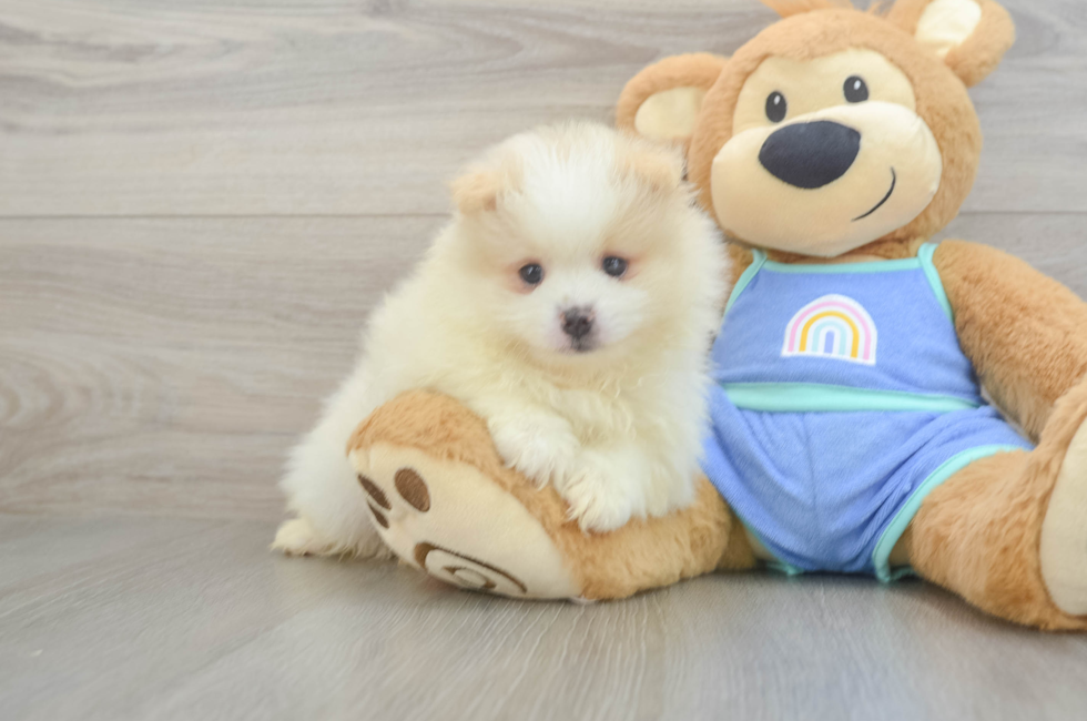 6 week old Pomeranian Puppy For Sale - Simply Southern Pups