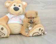 7 week old Pomeranian Puppy For Sale - Simply Southern Pups