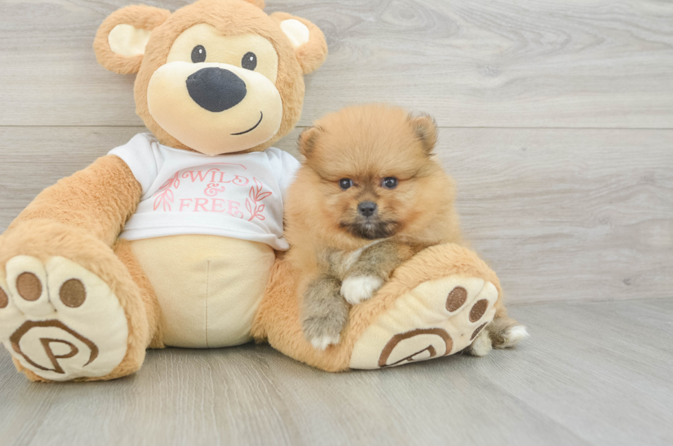 5 week old Pomeranian Puppy For Sale - Simply Southern Pups