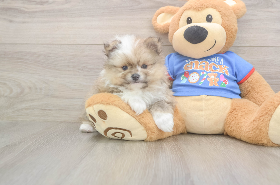 5 week old Pomeranian Puppy For Sale - Simply Southern Pups
