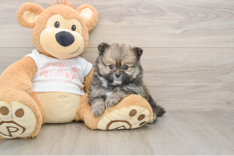 Pomeranian Puppy for Adoption