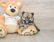 8 week old Pomeranian Puppy For Sale - Simply Southern Pups