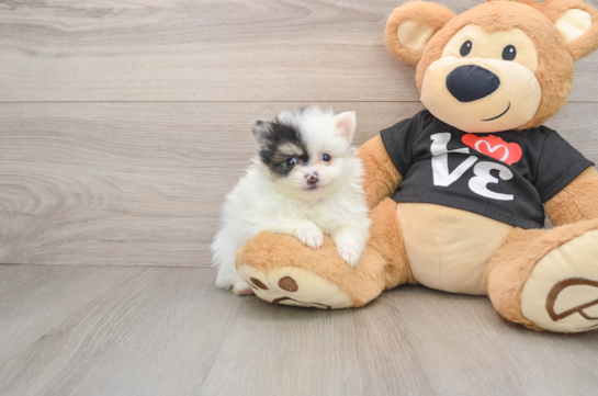 Pomeranian Pup Being Cute