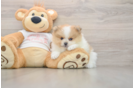 Pomeranian Puppy for Adoption