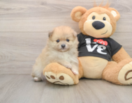 7 week old Pomeranian Puppy For Sale - Simply Southern Pups