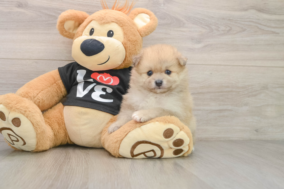 Pomeranian Pup Being Cute