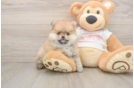 Pomeranian Pup Being Cute