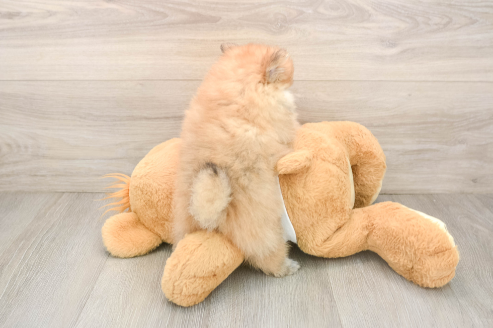 Pomeranian Puppy for Adoption