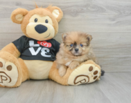 7 week old Pomeranian Puppy For Sale - Simply Southern Pups