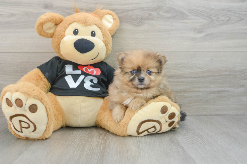 6 week old Pomeranian Puppy For Sale - Simply Southern Pups