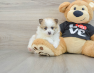 7 week old Pomeranian Puppy For Sale - Simply Southern Pups