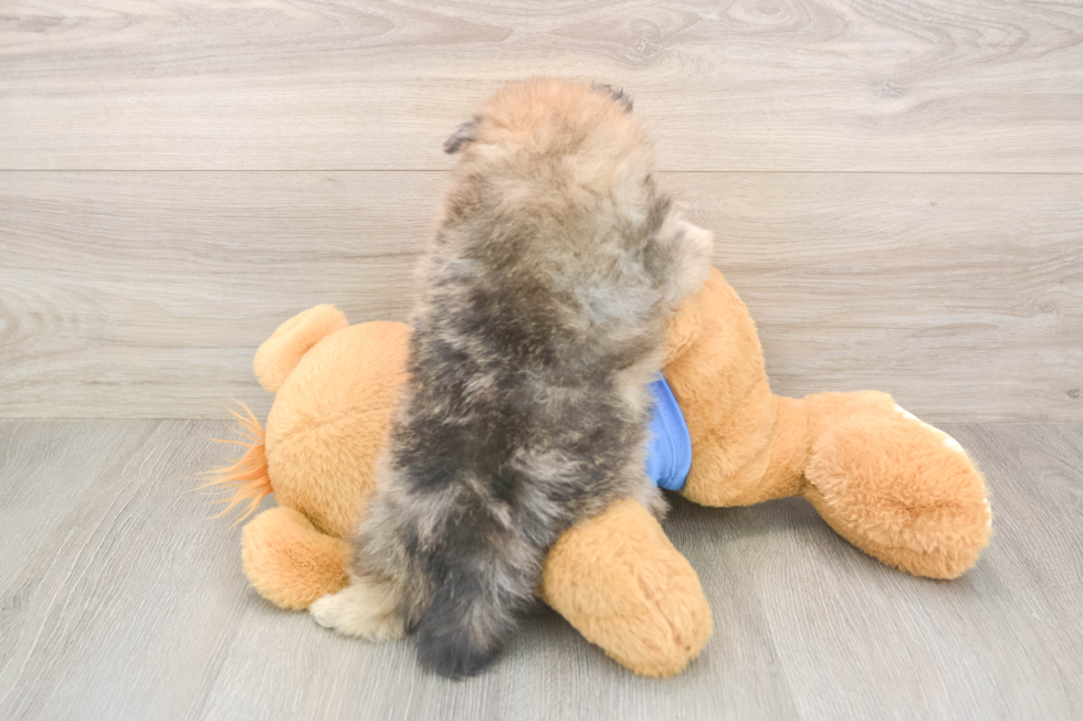 Pomeranian Pup Being Cute