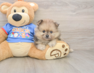 7 week old Pomeranian Puppy For Sale - Simply Southern Pups