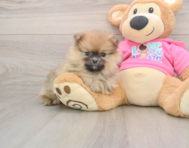 8 week old Pomeranian Puppy For Sale - Simply Southern Pups