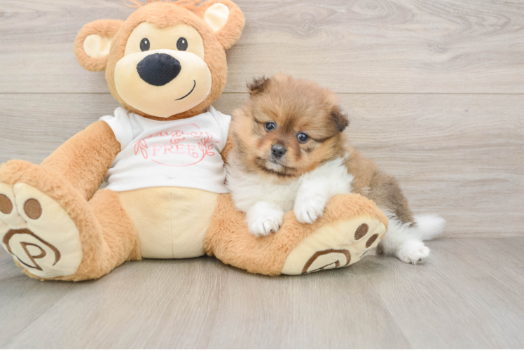 Funny Pomeranian Purebred Pup