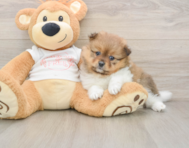 8 week old Pomeranian Puppy For Sale - Simply Southern Pups