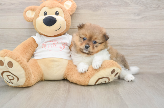 Funny Pomeranian Purebred Pup