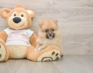 5 week old Pomeranian Puppy For Sale - Simply Southern Pups