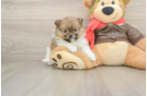 Small Pomeranian Purebred Pup