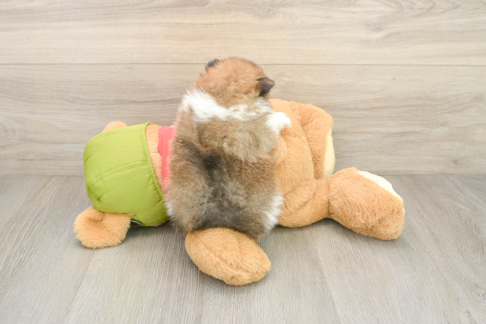 Pomeranian Pup Being Cute