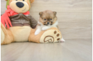 Energetic Loulou Purebred Puppy