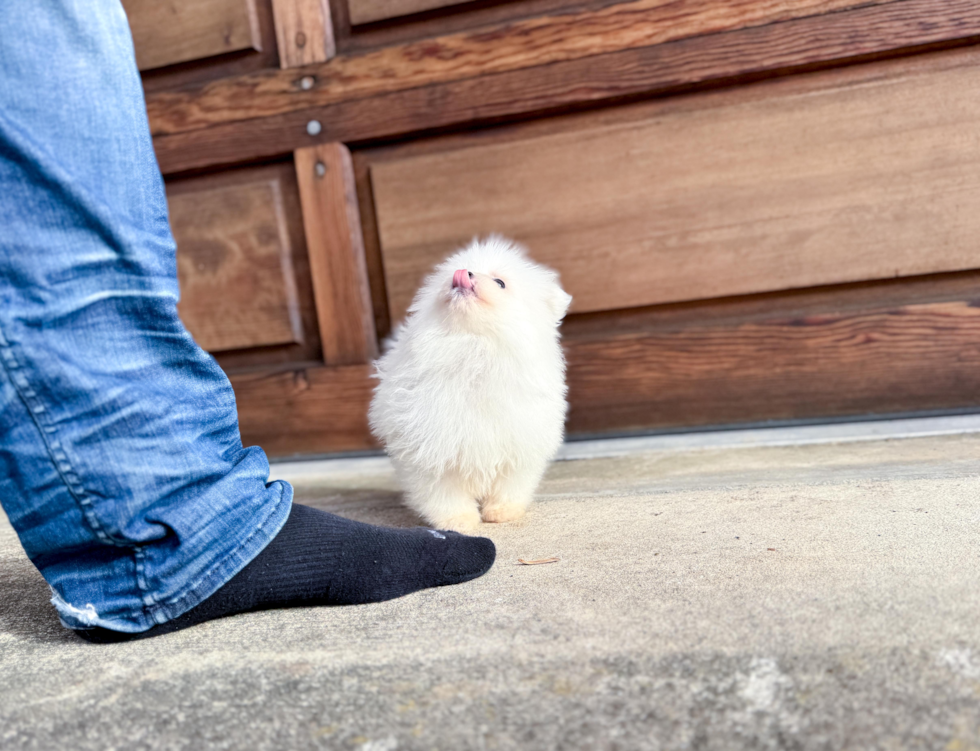 Cute Pom Purebred Puppy