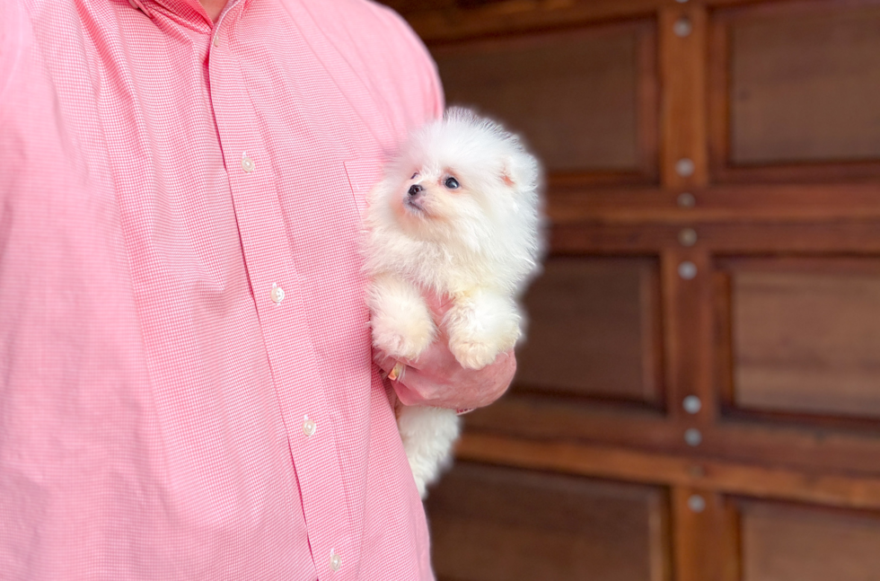 Cute Pomeranian Purebred Pup