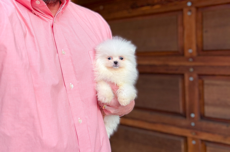 Best Pomeranian Baby
