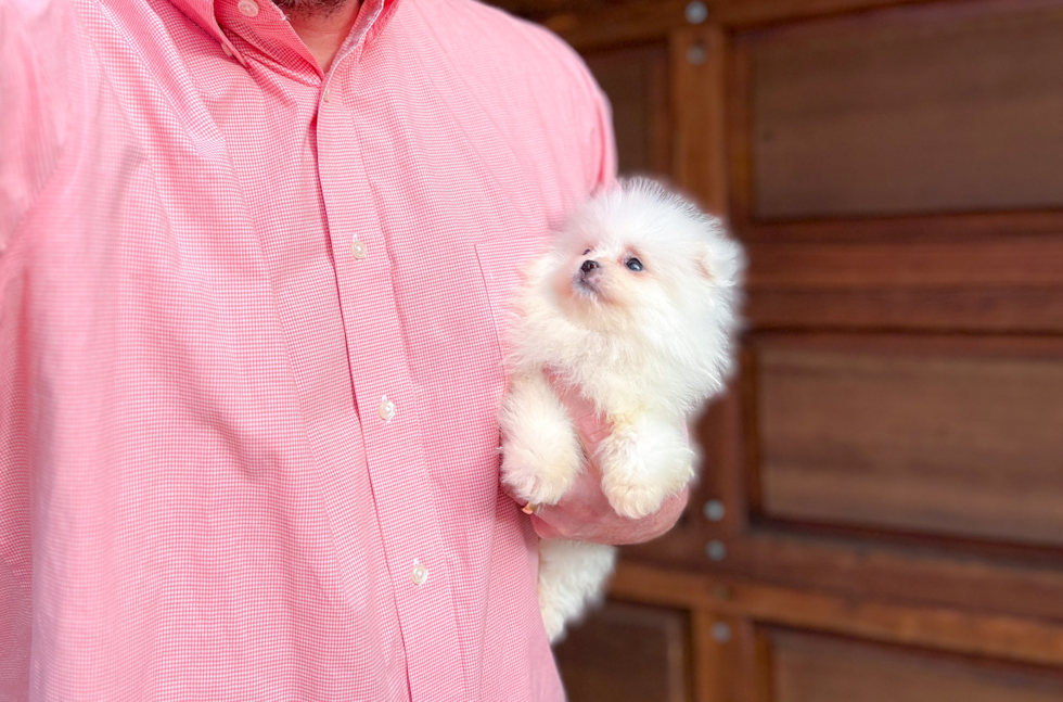 Best Pomeranian Baby