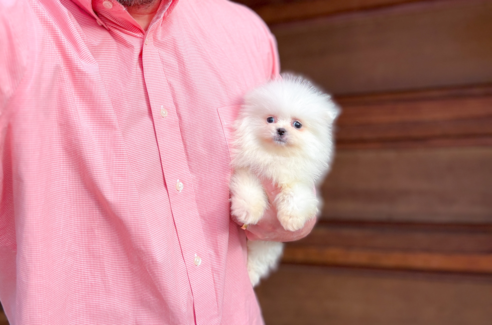 Cute Pomeranian Baby