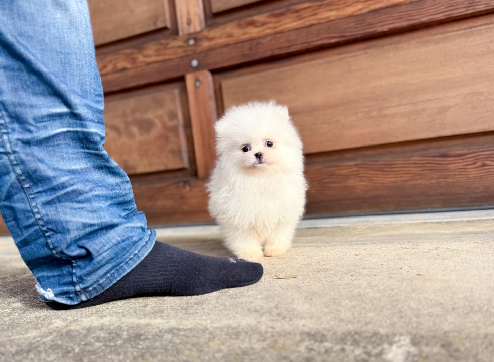 Cute Pomeranian Baby