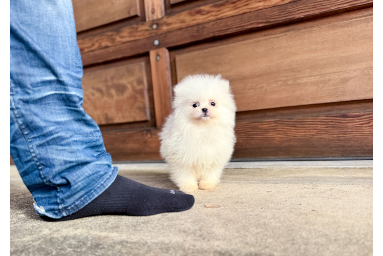 Cute Pomeranian Purebred Pup