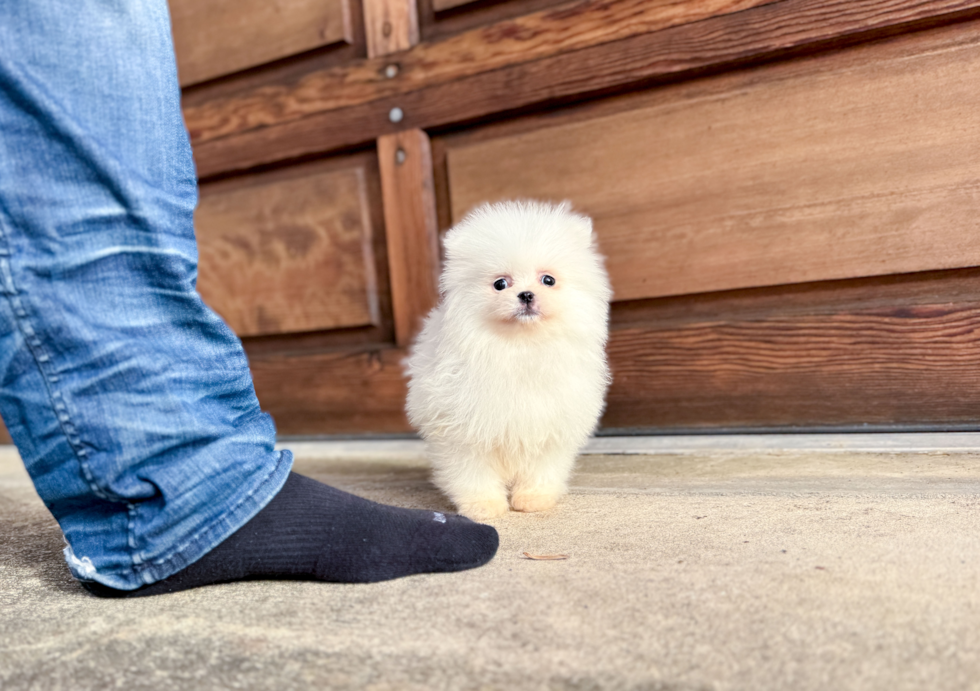 Cute Pomeranian Purebred Pup