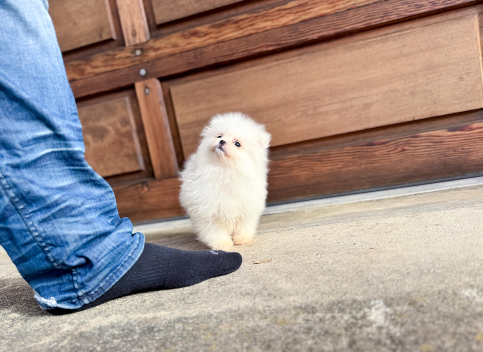 Best Pomeranian Baby