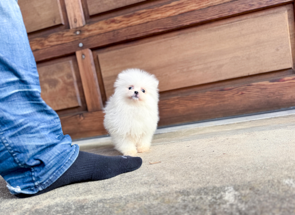 Cute Pomeranian Purebred Pup