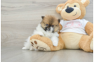 Best Pomeranian Baby
