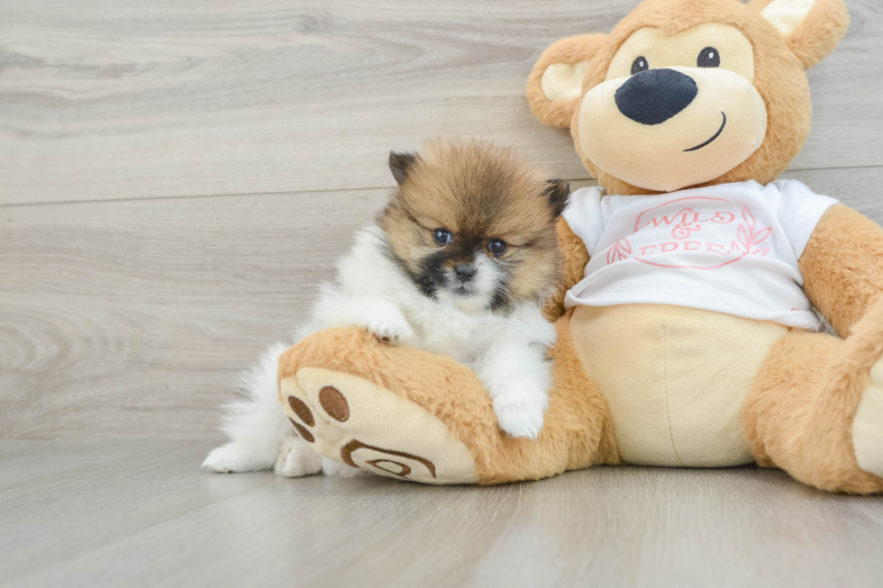Best Pomeranian Baby
