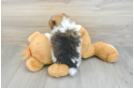 Popular Pomeranian Purebred Pup
