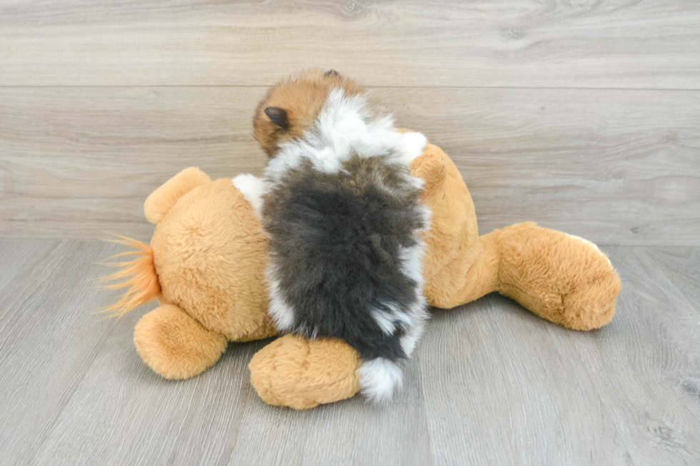 Popular Pomeranian Purebred Pup