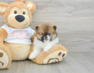 7 week old Pomeranian Puppy For Sale - Simply Southern Pups